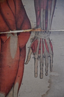 Antique vintage human anatomy muscular canvas chart 